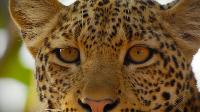 Click to watch 'The River Troop' (popup) Tales From Zambia